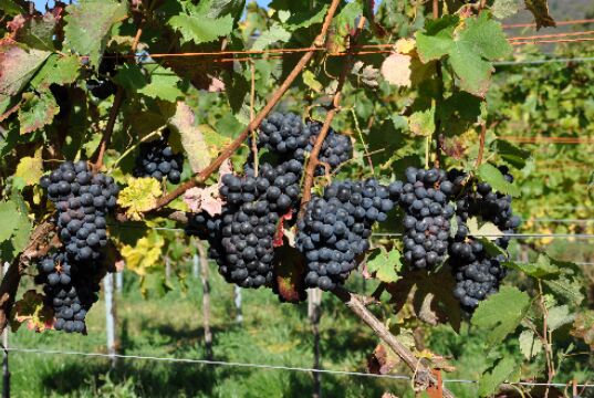 意大利六大外乡红葡萄种类