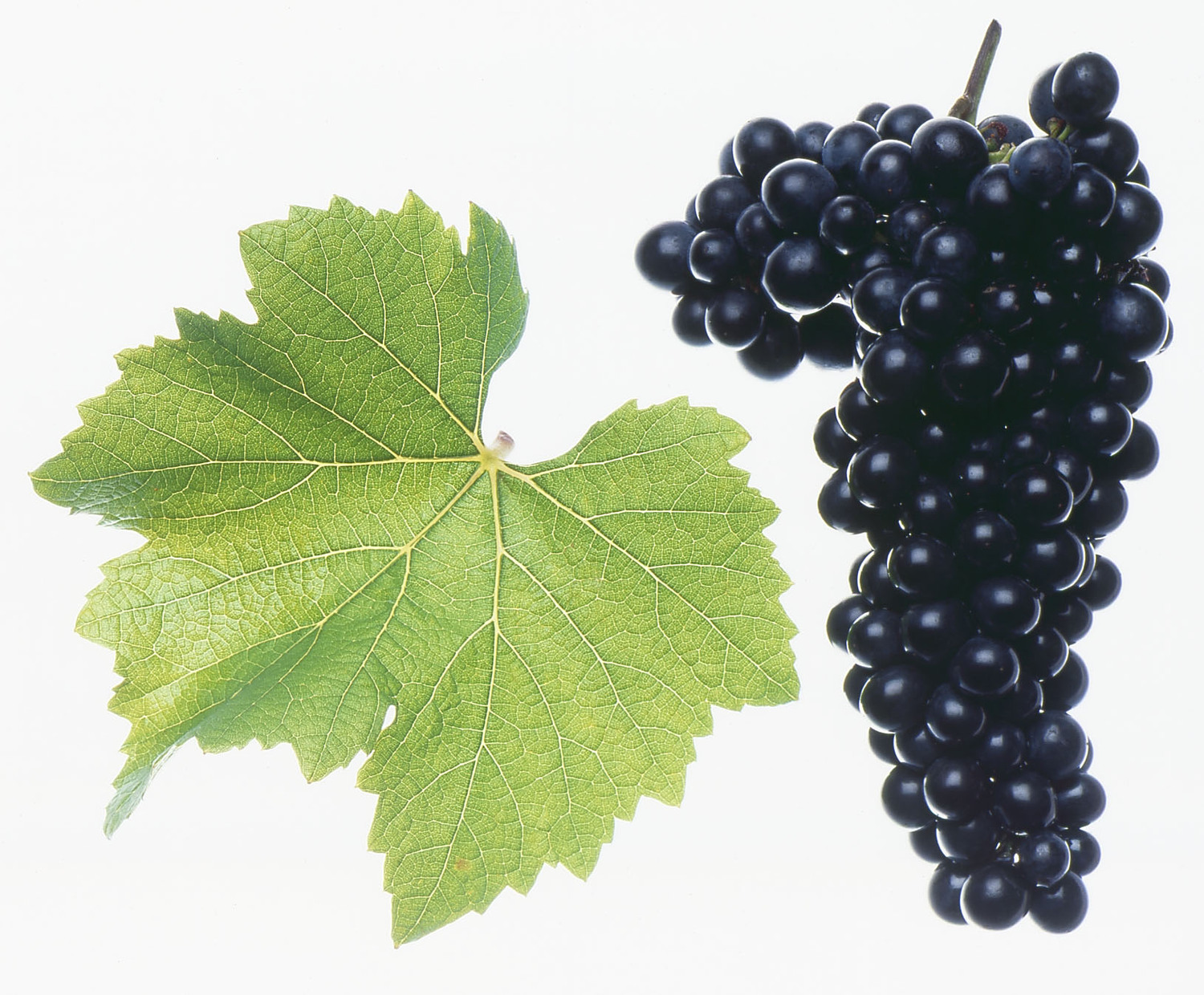 不容小觑的奥地利红葡萄品种