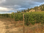 狐步舞酒庄Foxtrot Vineyards