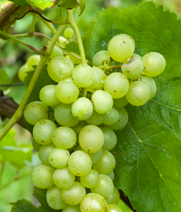 盘点被世人低估的十大白葡萄品种