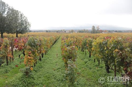 法国最佳7大葡萄酒产区