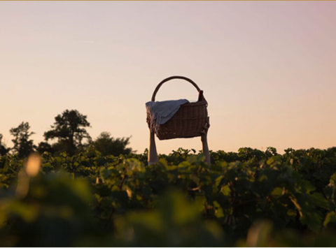 2016年波尔多葡萄酒产量为7年来最高