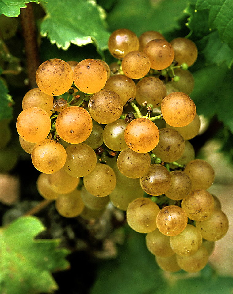 集合令：波尔多七清晰葡萄种类