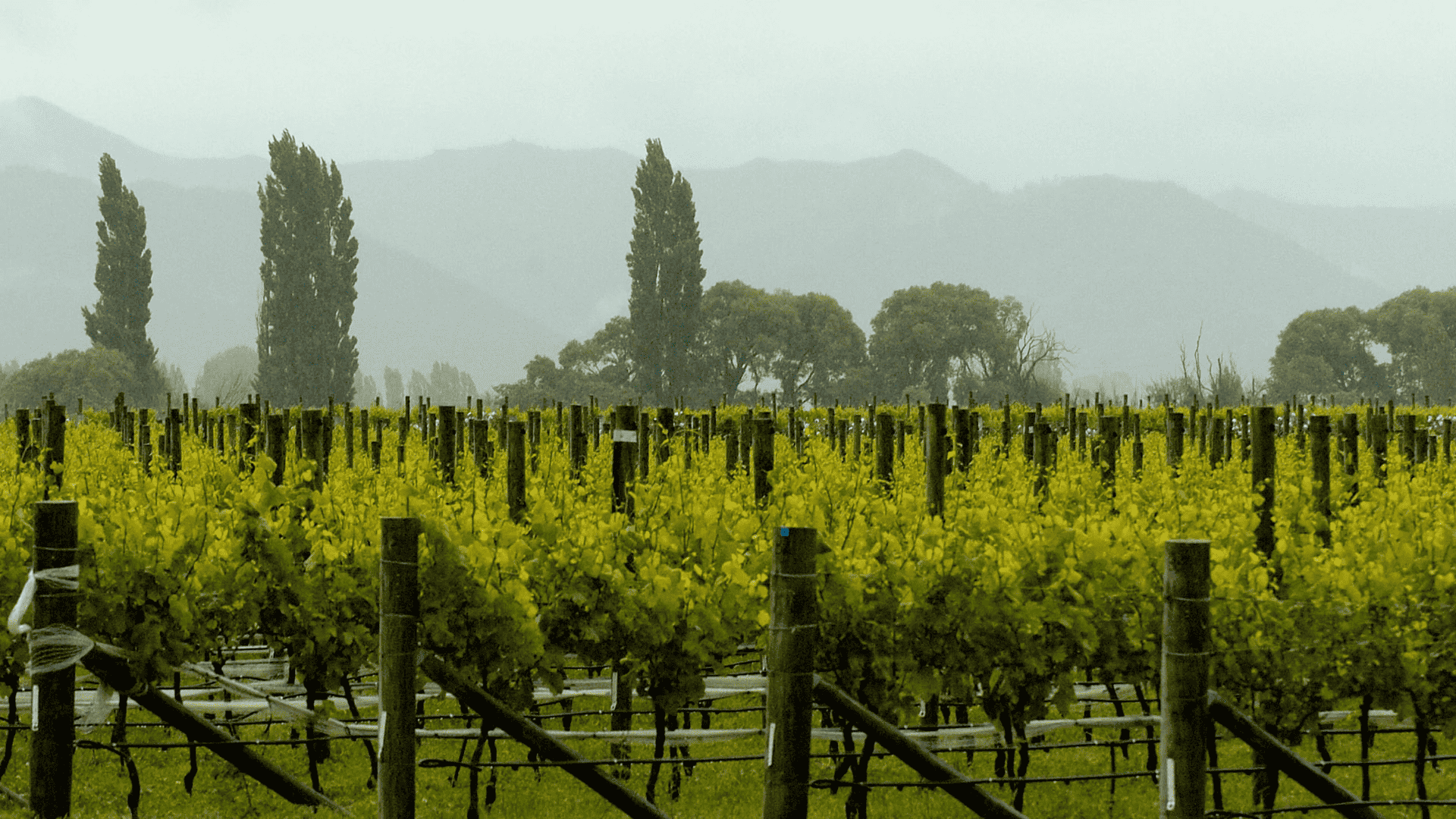 新西兰马尔堡黑皮诺之佼佼者：2019年芙朗酒庄克莱文园黑皮诺
