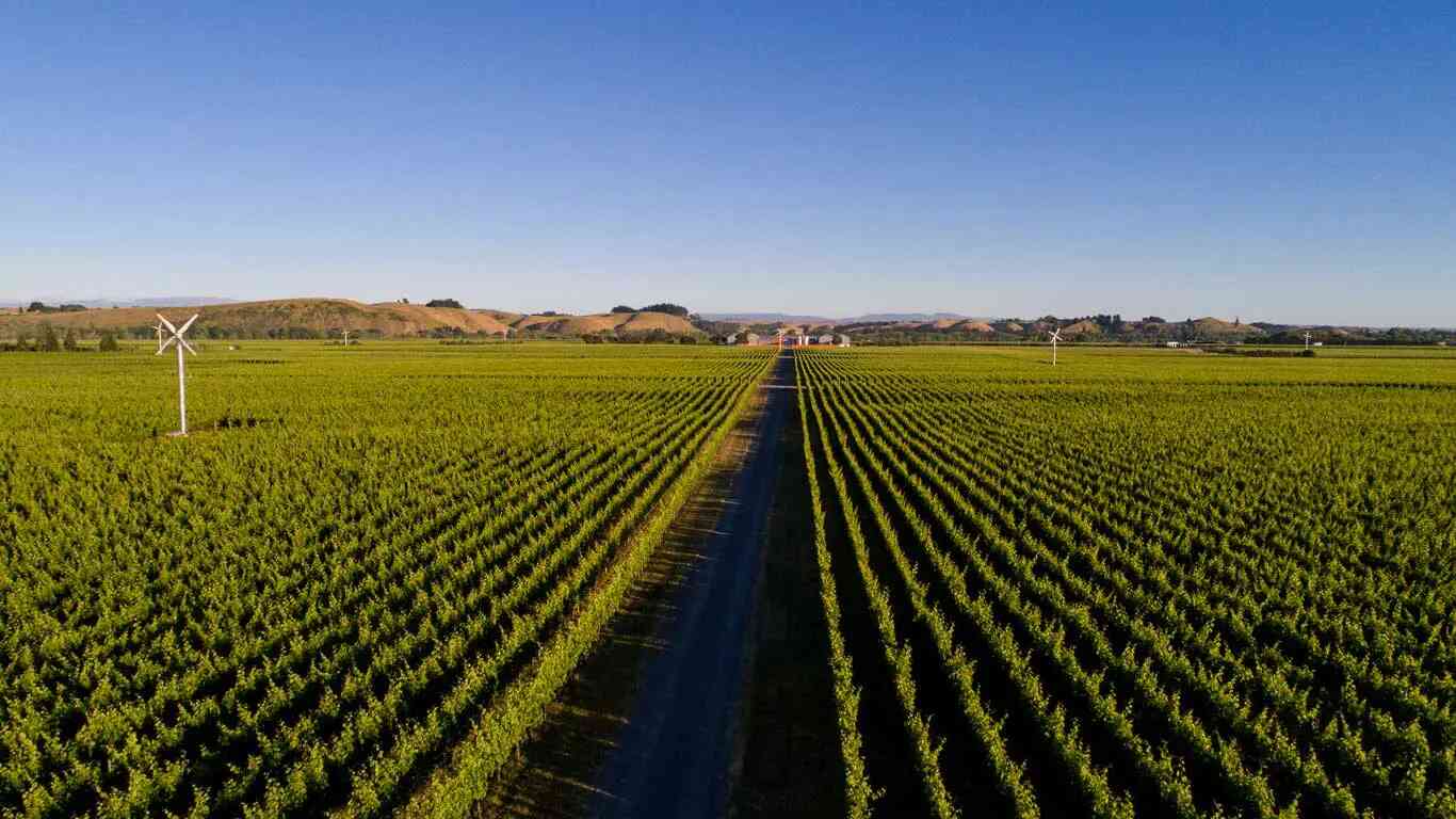 新西兰北岛的先锋之作：2020年克拉吉酒庄大地红葡萄酒