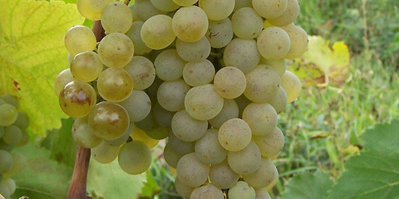 浅谈格鲁吉亚常见的6个本地葡萄品种