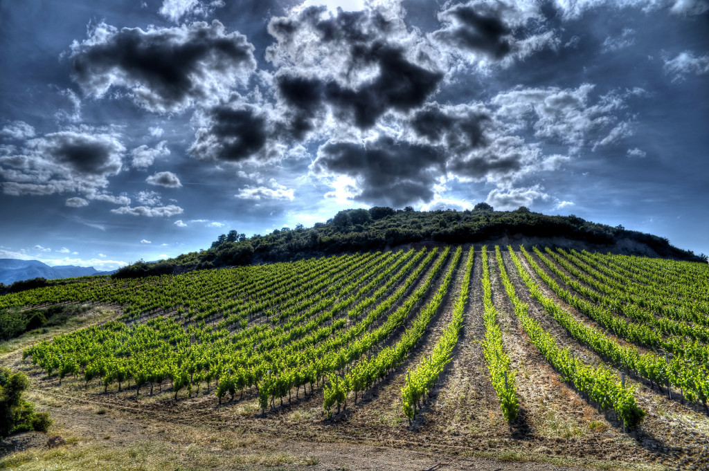 揭开法国南部葡萄酒的乐成之谜