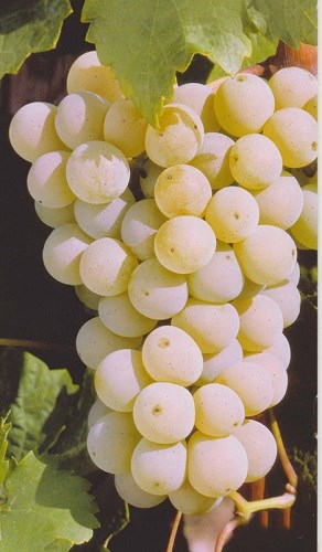 详解德国主要白葡萄种类