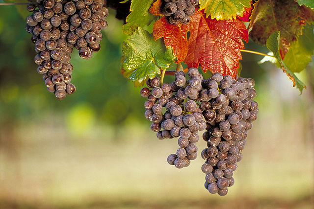 史上最全红葡萄酒酿造过程