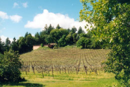 托格尼酒莊Philip Togni Vineyard