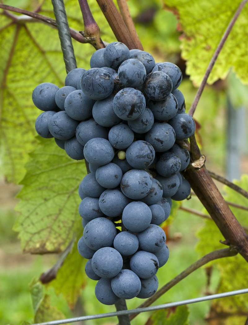 那些鲜为人知的葡萄中国特色葡萄种类