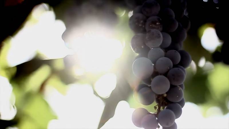 安第斯山脉对阿根廷葡萄酒的影响