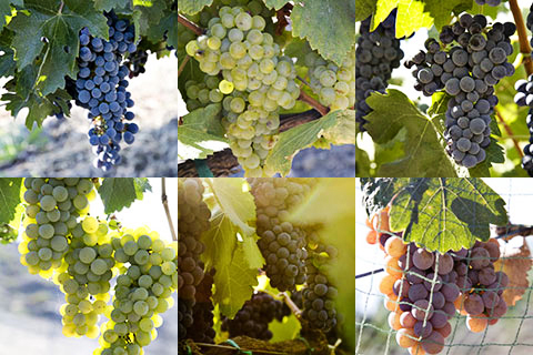科普：鲜食葡萄与酿酒葡萄的酿酒差距