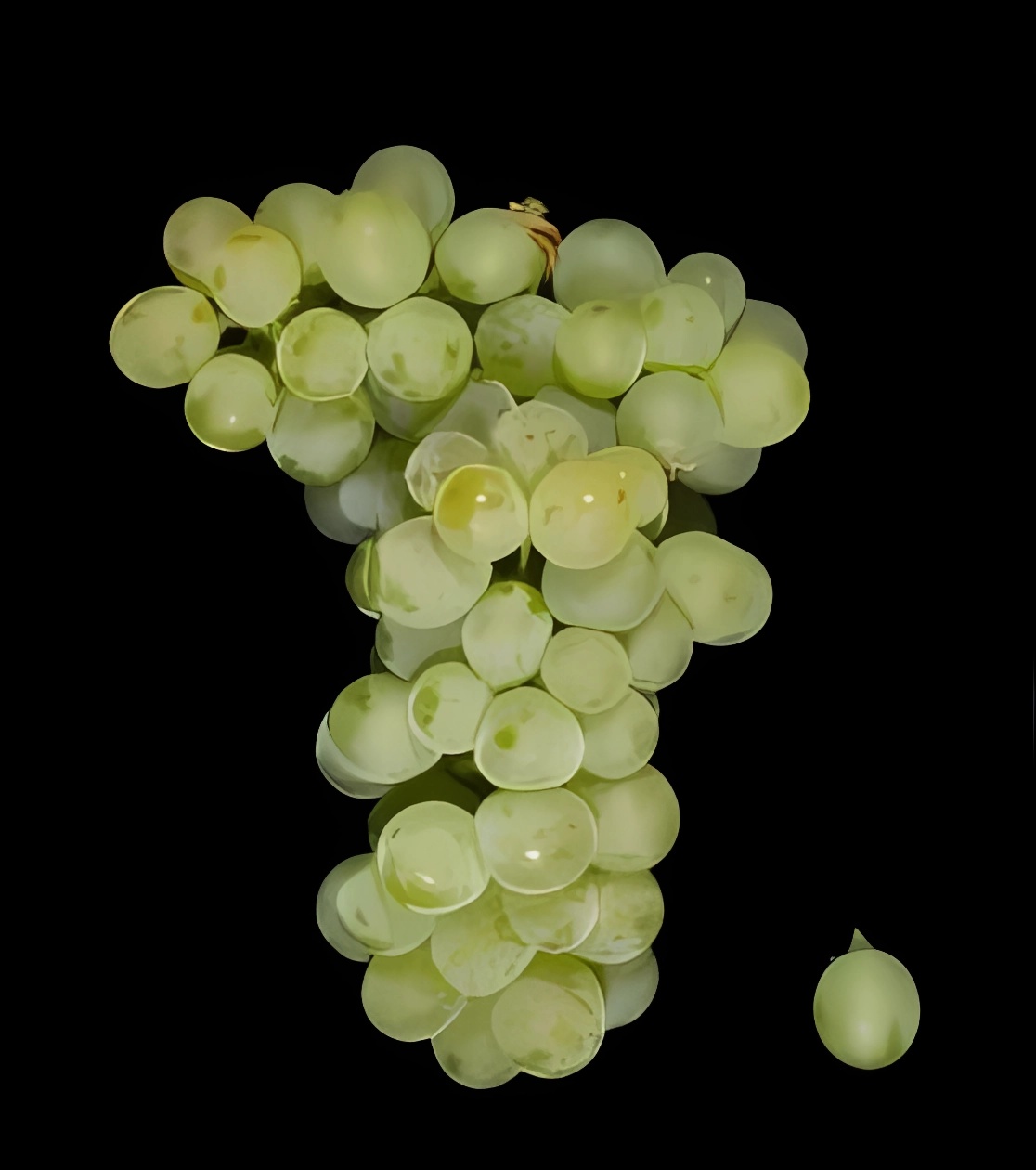 法国汝拉的标志性葡萄品种：萨瓦涅