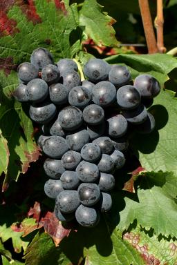 聚焦“二线”红葡萄种类