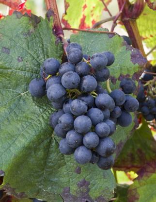 这些常见的葡萄品种，也有你不熟知的一面