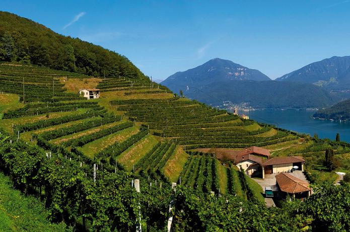 对于瑞士葡萄酒的17个事实