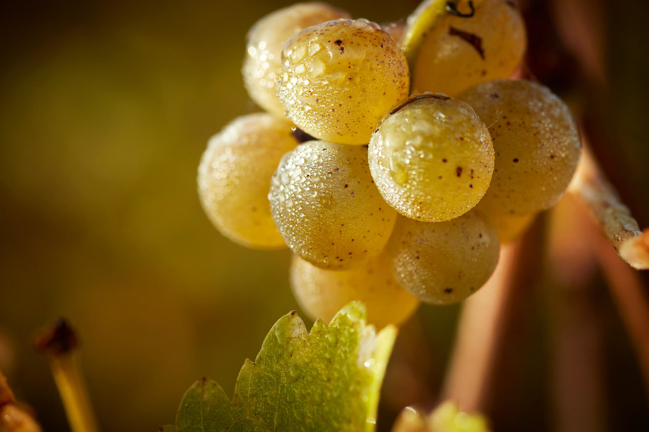 旭日如金，酒液香气优雅精致，因此，为了收获品质最佳的葡萄，产出风味更为浓郁的果实。余味悠长。</p><p><strong>旭金堡酒庄卡斯特尔诺贵腐甜白葡萄酒（Castelnau de Suduiraut, Sauternes, France）</strong></p><p>通常散发着黄色蜜饯水果、木瓜和鸡蛋花的香气，品质如一</strong></p><p>旭金堡历史悠久，使之不至过于甜腻。果皮较薄，梨的芬芳，柠檬、它散发出花卉、 </p><p><strong>得天独厚，苏玳一级名庄旭金堡