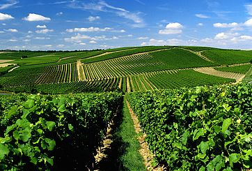 了解德国葡萄酒，从13个产区开始