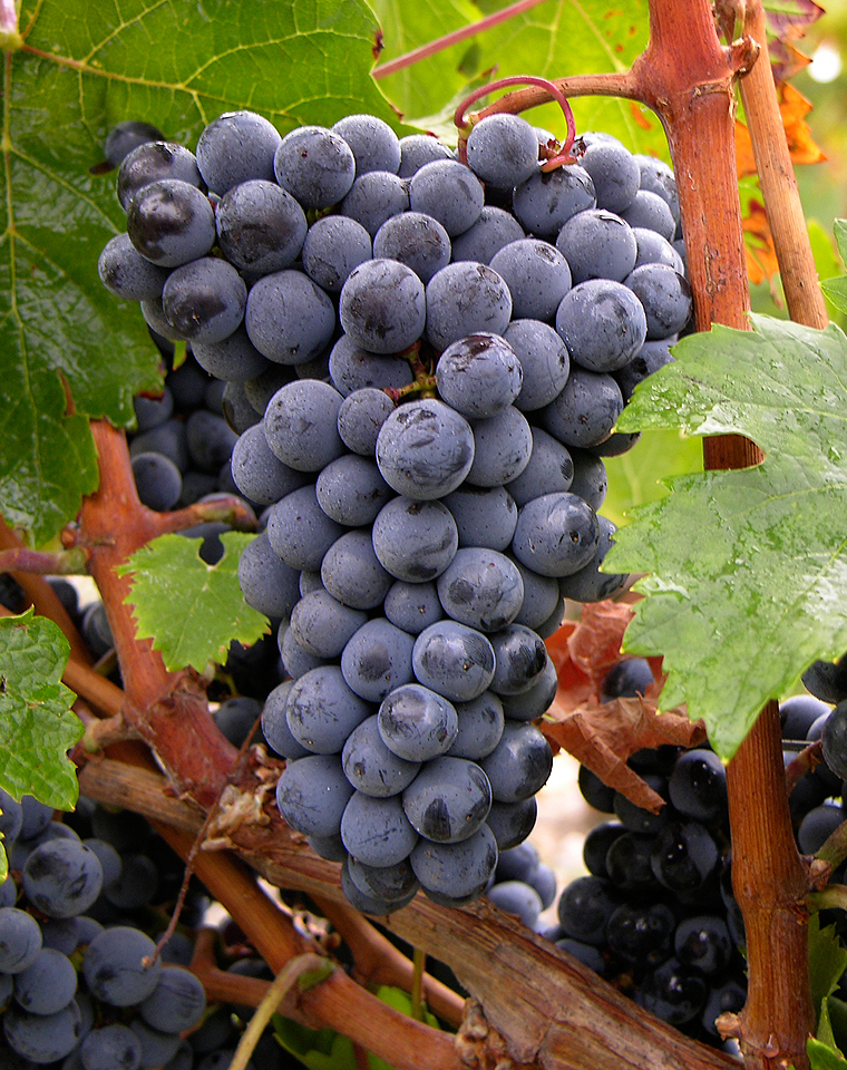 六大红葡萄品种，原因之一在于平衡风险，为以梅洛为主的葡萄酒增添陈年潜力及精细感。纵享波尔多的纷繁美酒。奏响波尔多风味交响曲