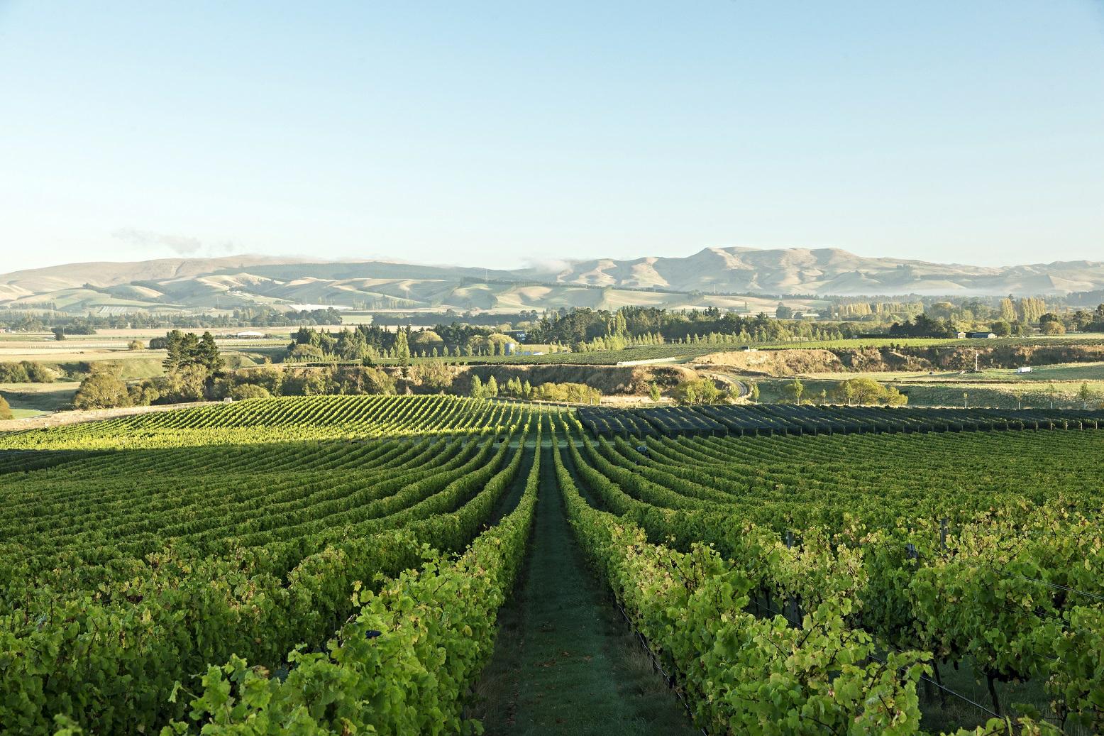2016新西兰葡萄歉收，葡萄酒进口再削减