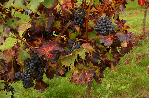 葡萄种类成为英国人置办顶级葡萄酒的目的
