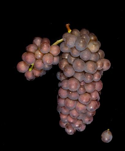 意大利十大葡萄品种（下）