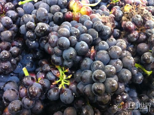 法国称许种植抗病虫害葡萄种类以破费更清静葡萄酒