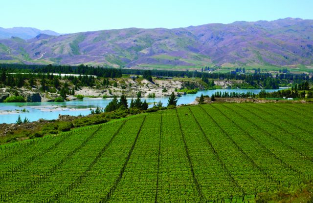 葡萄产量着落或者导致新西兰葡萄酒进口削减放缓