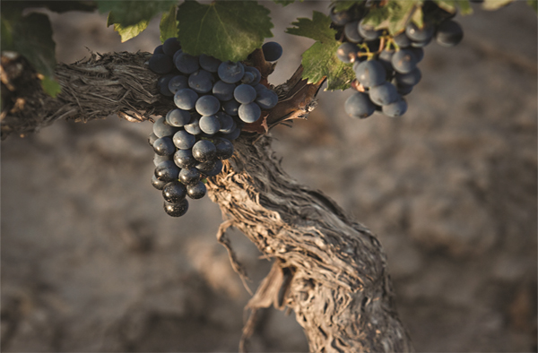 了解南美葡萄酒，从这5个品种开始