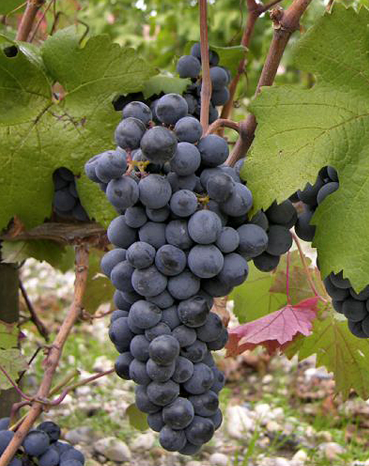 六大红葡萄品种，以各种方式排列组合，奏响波尔多风味交响曲