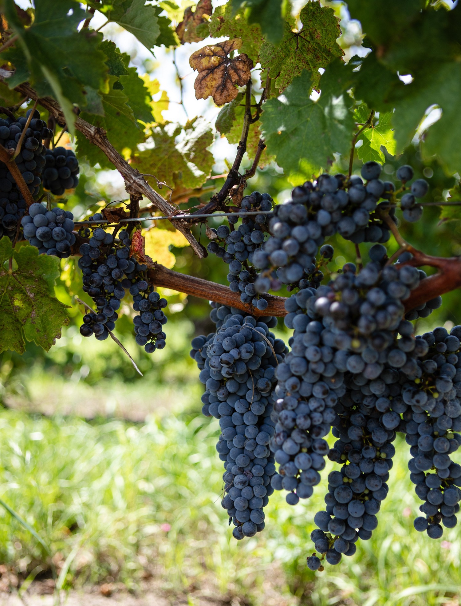 乌拉圭的旗舰葡萄品种：丹娜
