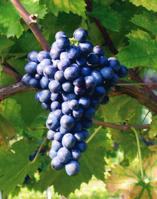 聚焦“二线”红葡萄种类