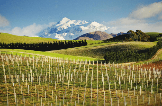 新西兰葡萄酒对于美进口总额首超5亿美元