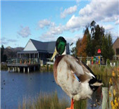 水鴨酒莊Puddleduck Vineyard