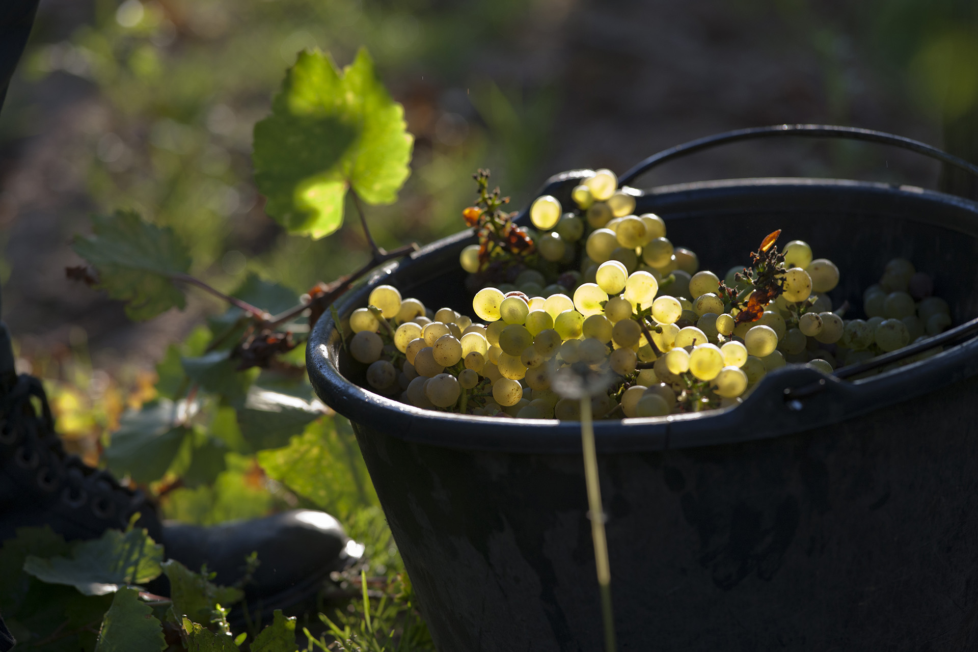 法国的宝藏葡萄酒产区——阿尔萨斯