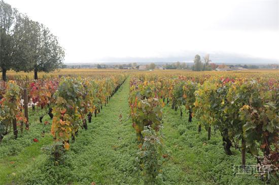 葡萄酒的古典气质：有条理的葡萄是听莫扎特以及巴赫长大的