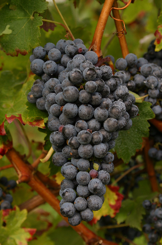 赤霞珠：当今全球最流行的红葡萄酒