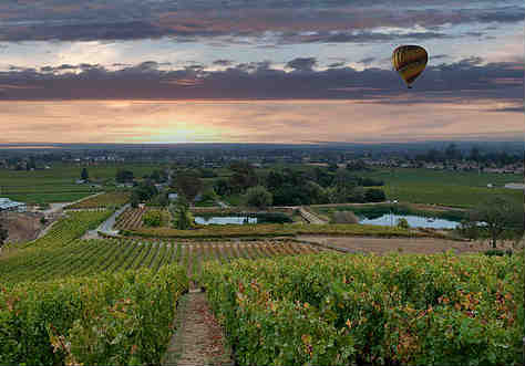 帕蒂斯酒莊(Padis Vineyards)