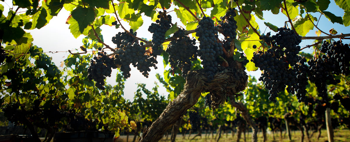 科普：鲜食葡萄与酿酒葡萄的差距