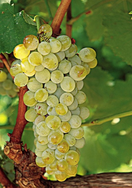 邂逅希腊的酿酒白葡萄种类