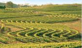 普西河谷酒莊Pewsey Vale Vineyard