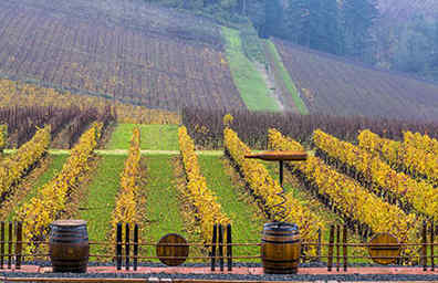 巴雷芬斯酒莊Barrel Fence Cellars