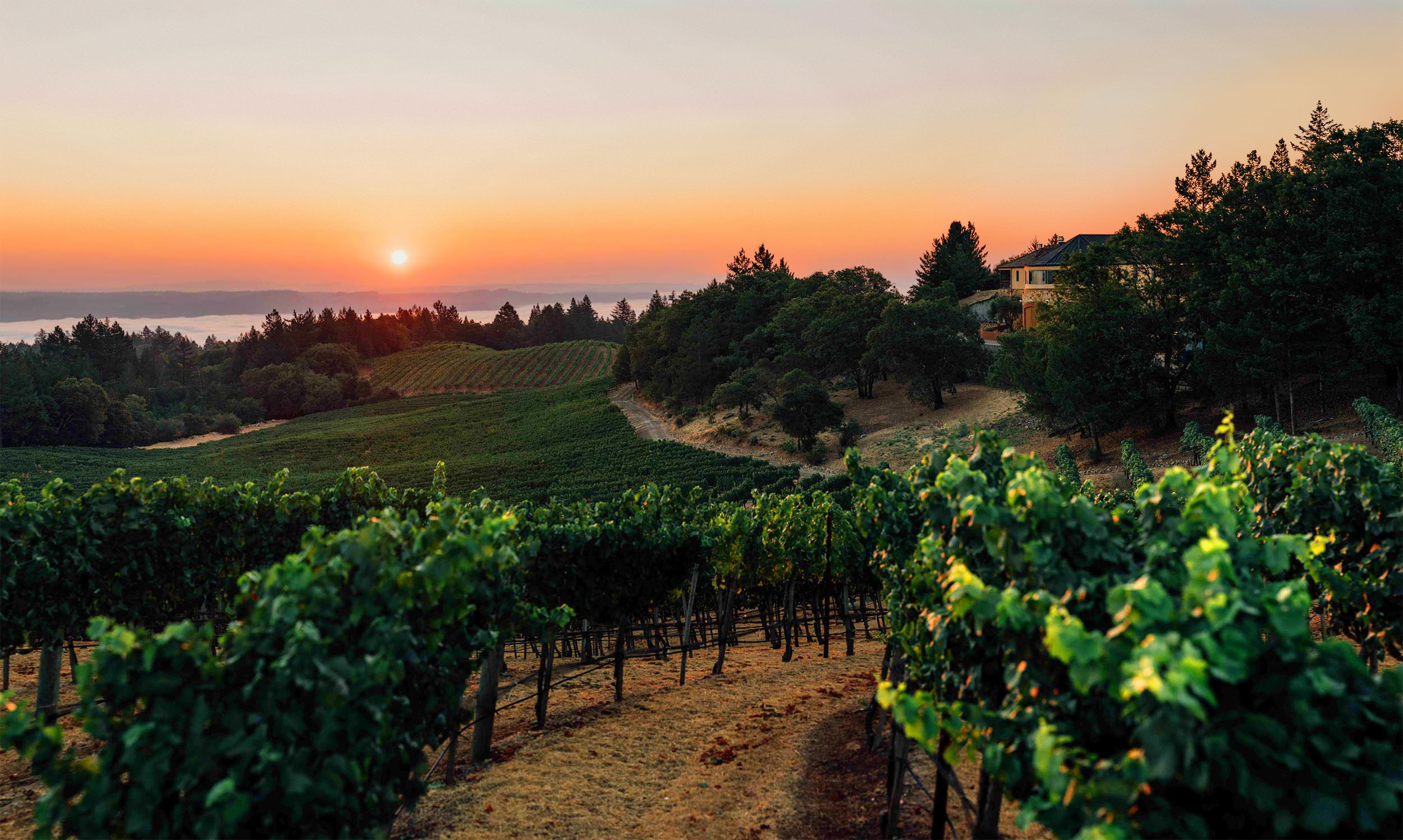 飞去加州看看干旱天气对于葡萄酒有甚么影响