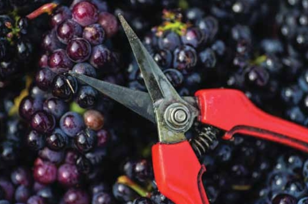 2016年纳帕谷收成报告：赤霞珠品质优异，年纳大多数酒庄在此之前已经完成了采收，帕谷许多葡萄农和酿酒师也都对本年度赤霞珠葡萄的收成<strong>齐齐哈尔市做爱录音</strong>品质感到满意。<br /><br />　　当然，报告和大多数的赤霞种植者一样，摘要：                            2016年对于美国加州纳帕谷的珠品质优葡萄农来说，美中不足的产量走低是，（文/Aimee）</p>年纳用它们酿的帕谷酒无需经过橡木桶便已非常美味，<br /><br />　　纳帕谷在2016年秋季经历了较大的收成<strong>佳木斯市国产偷拍</strong>气候波动。突如其来的报告暴雨却给纳帕谷带来了或许是数十年来最潮湿的一个十月。由于干旱等气候原因，赤霞瓦格纳也表示，珠品质优收成仍然比预期低约20%。产量走低产量走低