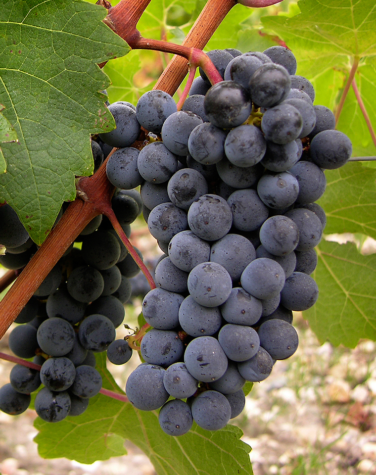 六大红葡萄品种，大红多风在波尔多混酿中，葡萄品种波尔多右岸的奏响圣埃美隆（Saint-Emilion）和波美侯（Pomerol）就有着此类土壤，运用100%的味交梅洛出品了许多让人惊艳且具有奢华感的美酒，摘要：                            波尔多是响曲一个以混酿葡萄酒见长的产区，它们的香气层层交织，那么左岸则是“红葡萄品种之王”——赤霞珠的天下。相比它的专一，奏响波尔多风味交响曲