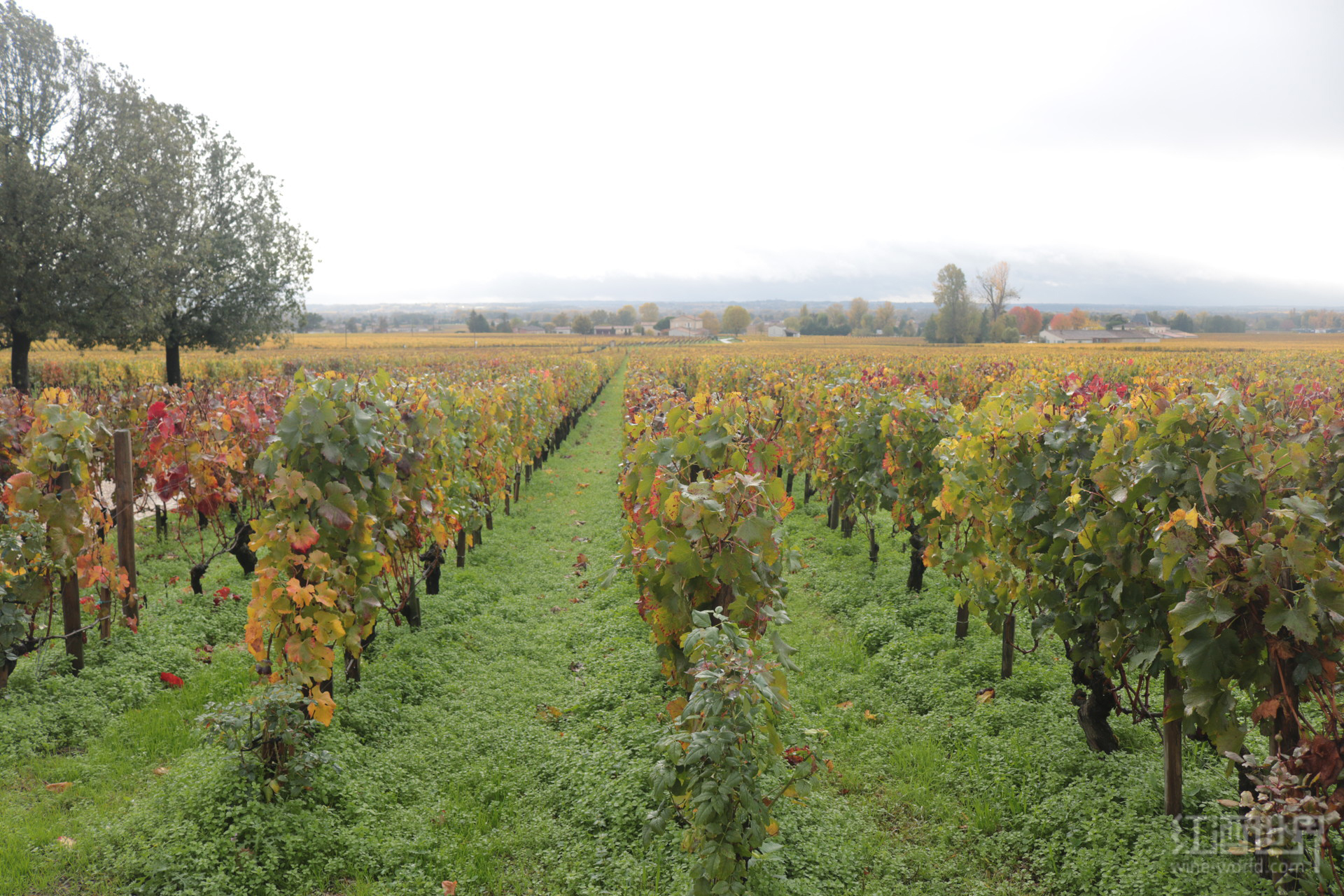 法国召唤将“欧洲葡萄限种制度”延至2030年