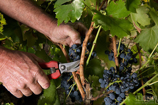 从葡萄到葡萄酒：酿酒师捉拿阳光的历程
