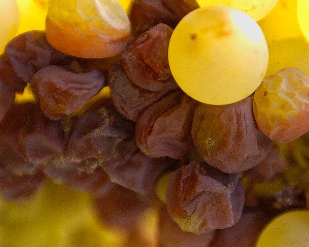贵腐菌若何影响葡萄的成熟
