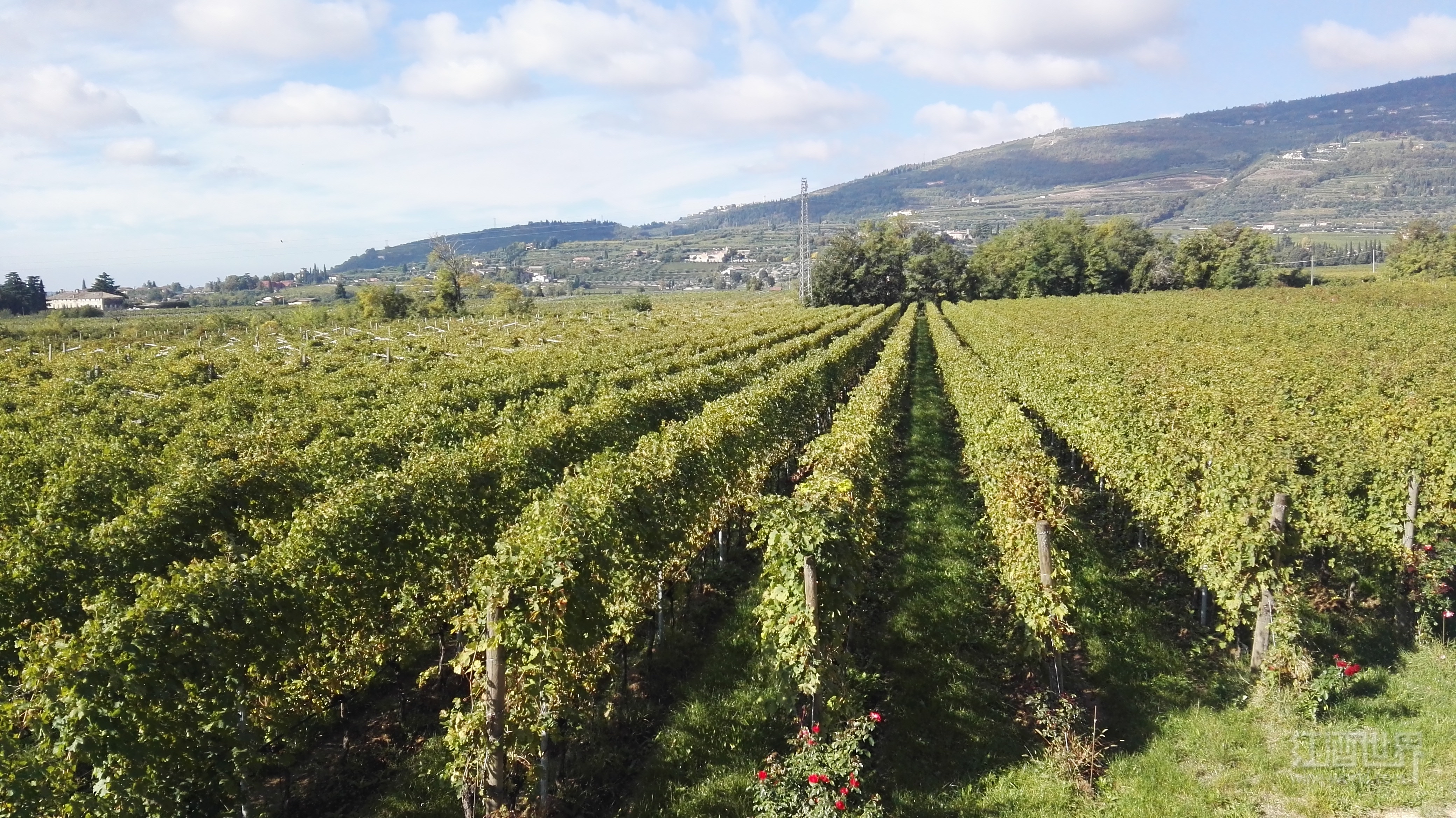 2017年新西兰葡萄酒进口额再立异高